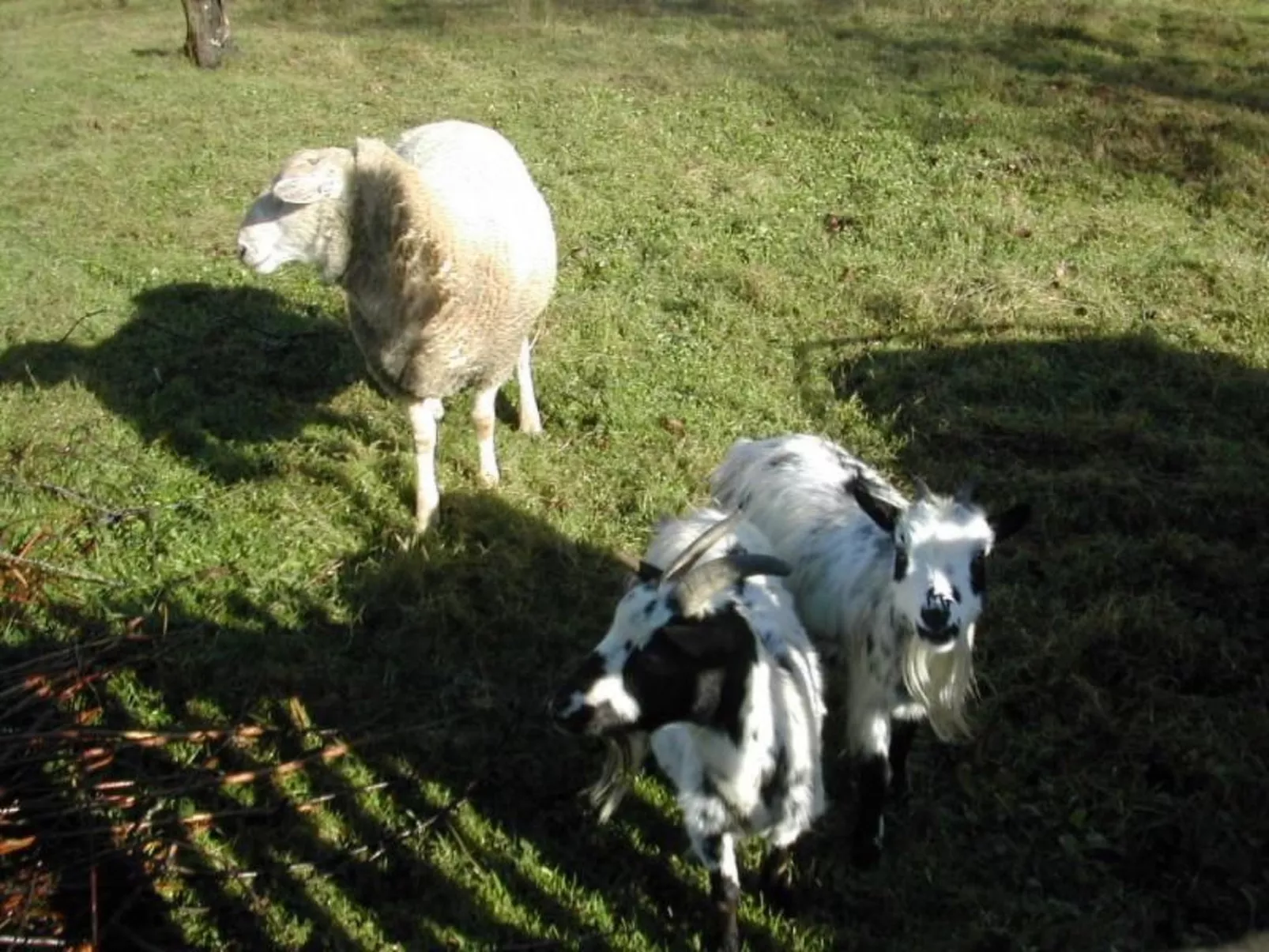 Steinhaus in ländlicher Umgebung mit Pool-Buiten