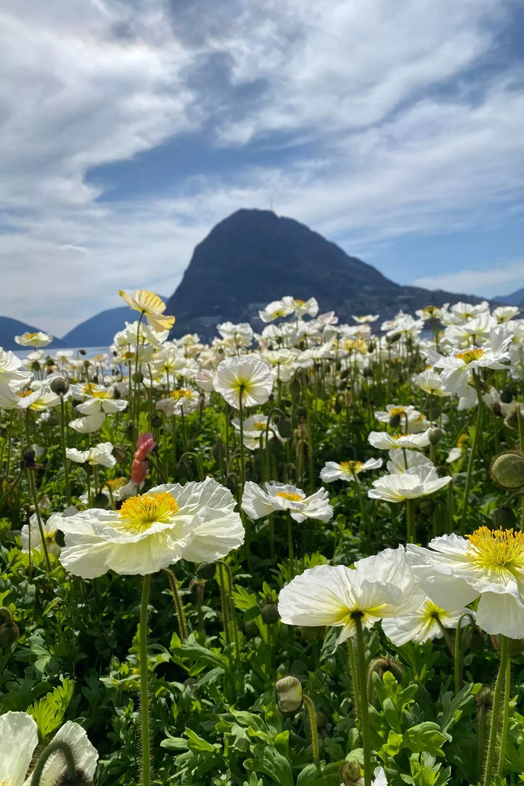 Gartenwohnung im Tessin mit Swimmingpool-Image-tags.info