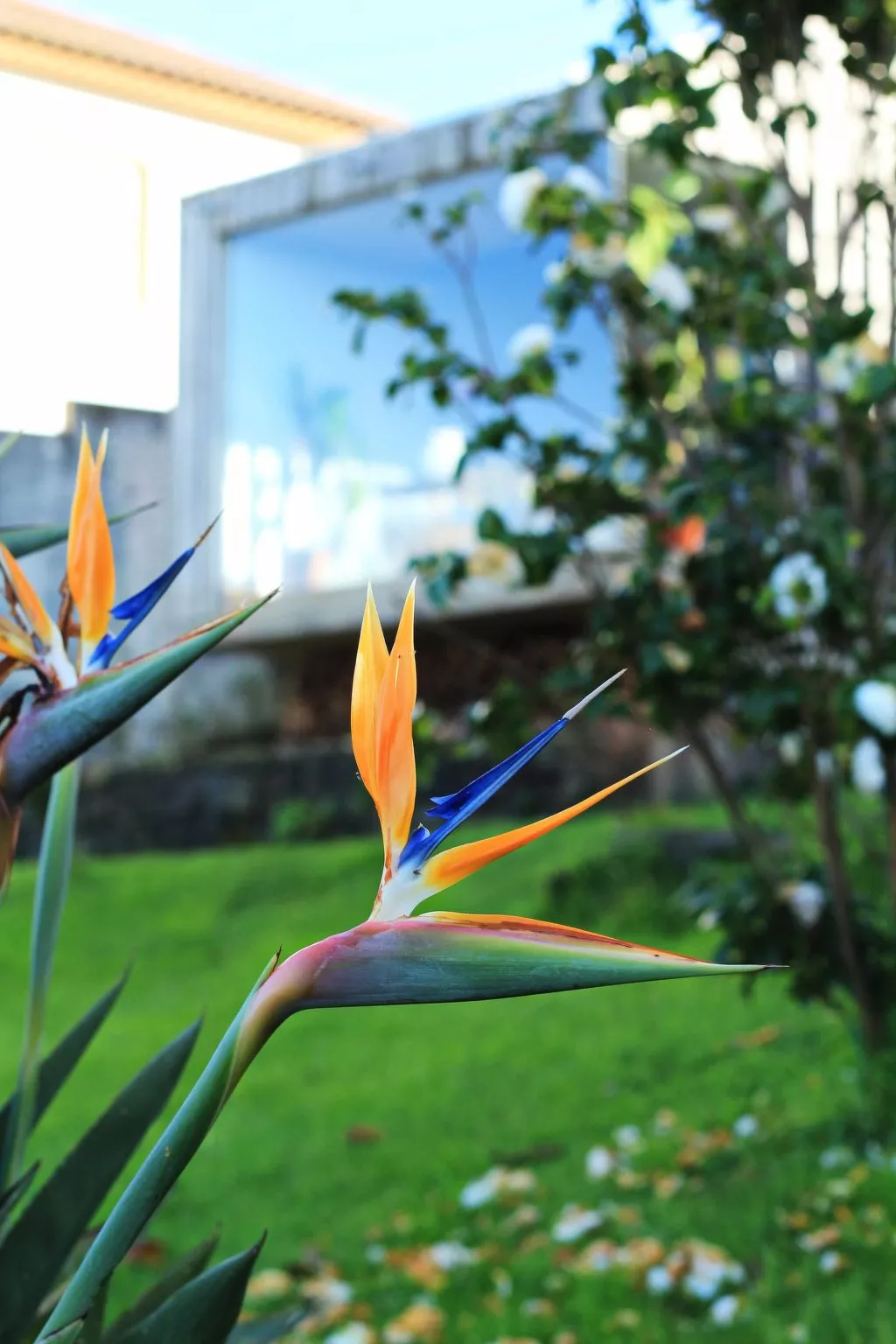 Casa da Talha, Rustikaler Charme auf den Azoren-Buiten