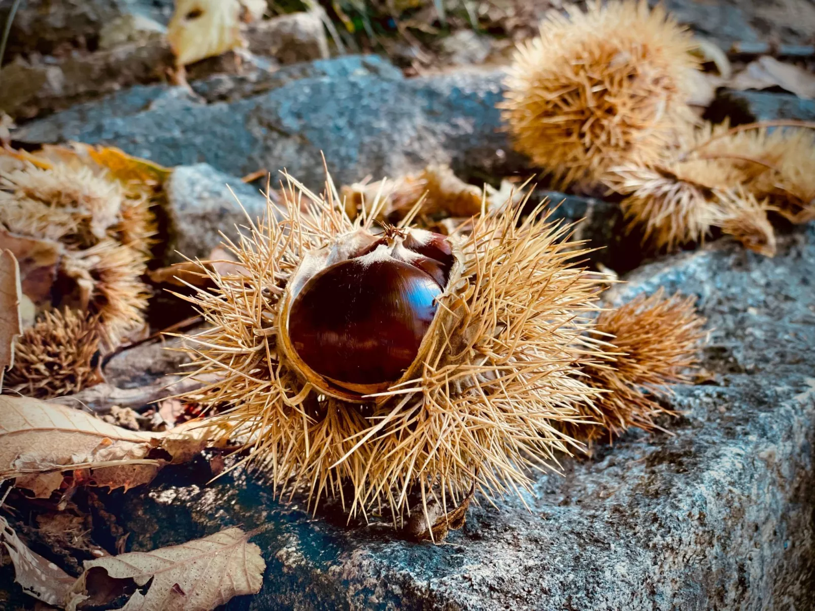 Casa Beatrice-Image-tags.info