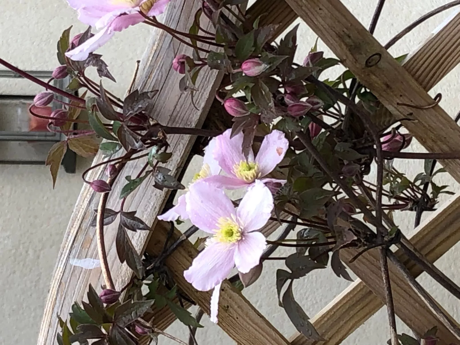 Cottage du Château duplex 90m2 mit Pool Azay le rideau-Buiten