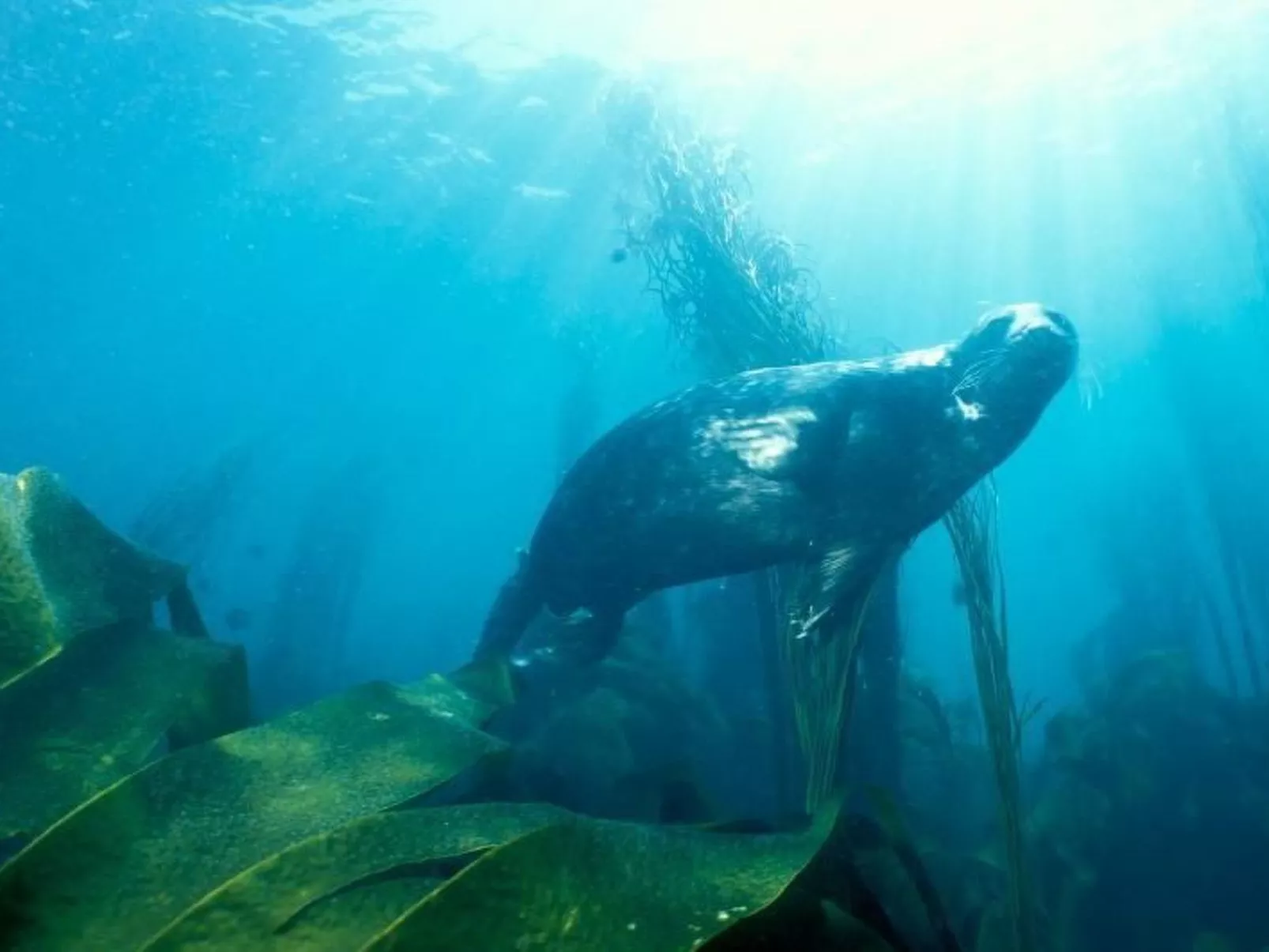 Idyllischer Landsitz mit Meerblick-Image-tags.info