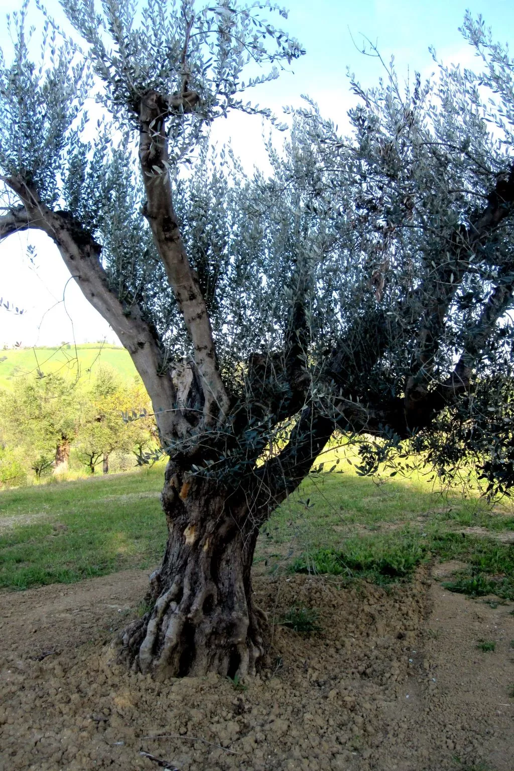 In Notaresco mit Grill und Garten-Buiten