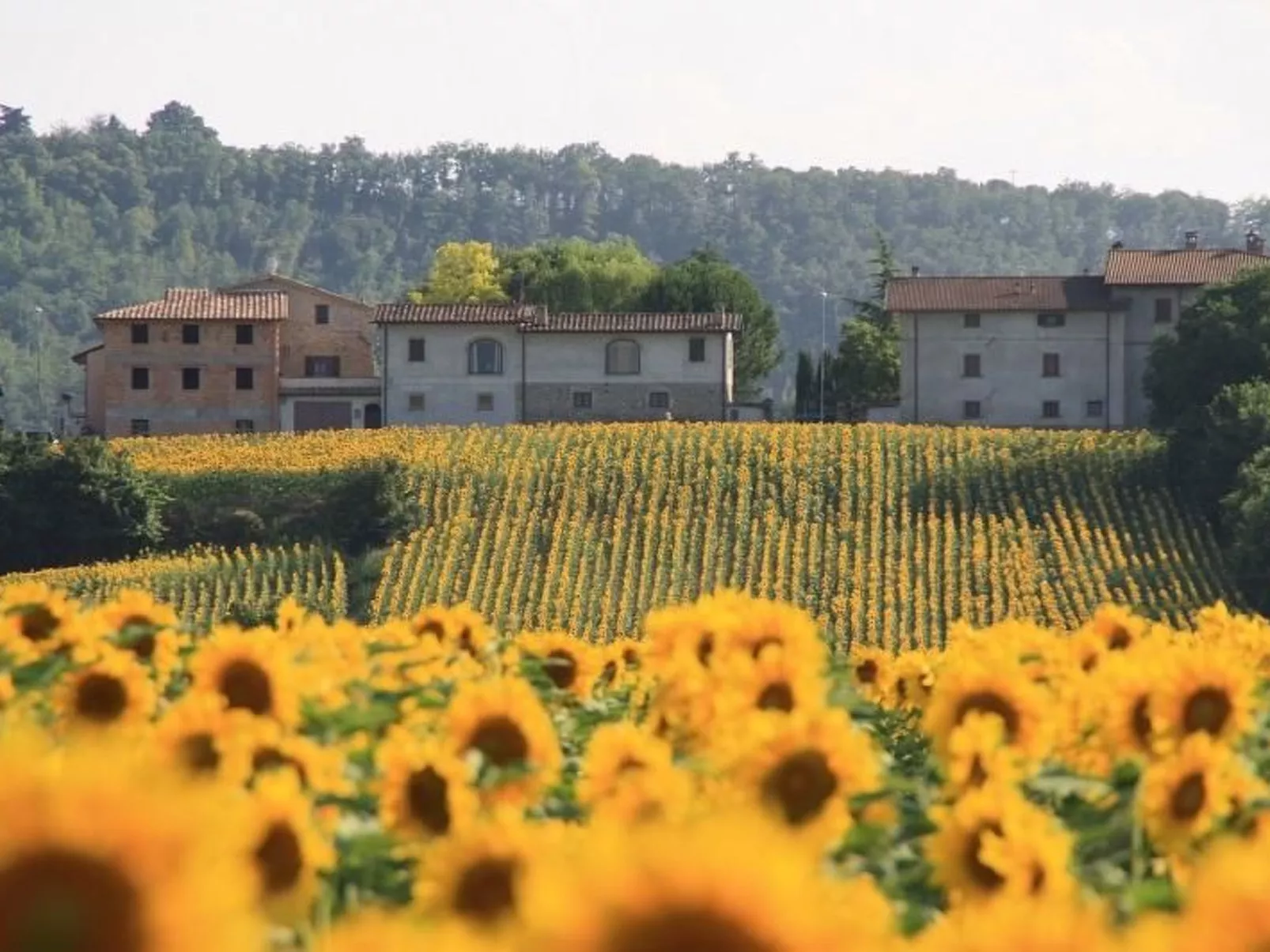 Bauernhof Podere Casenove Wohnung Pino Bilo-Buiten