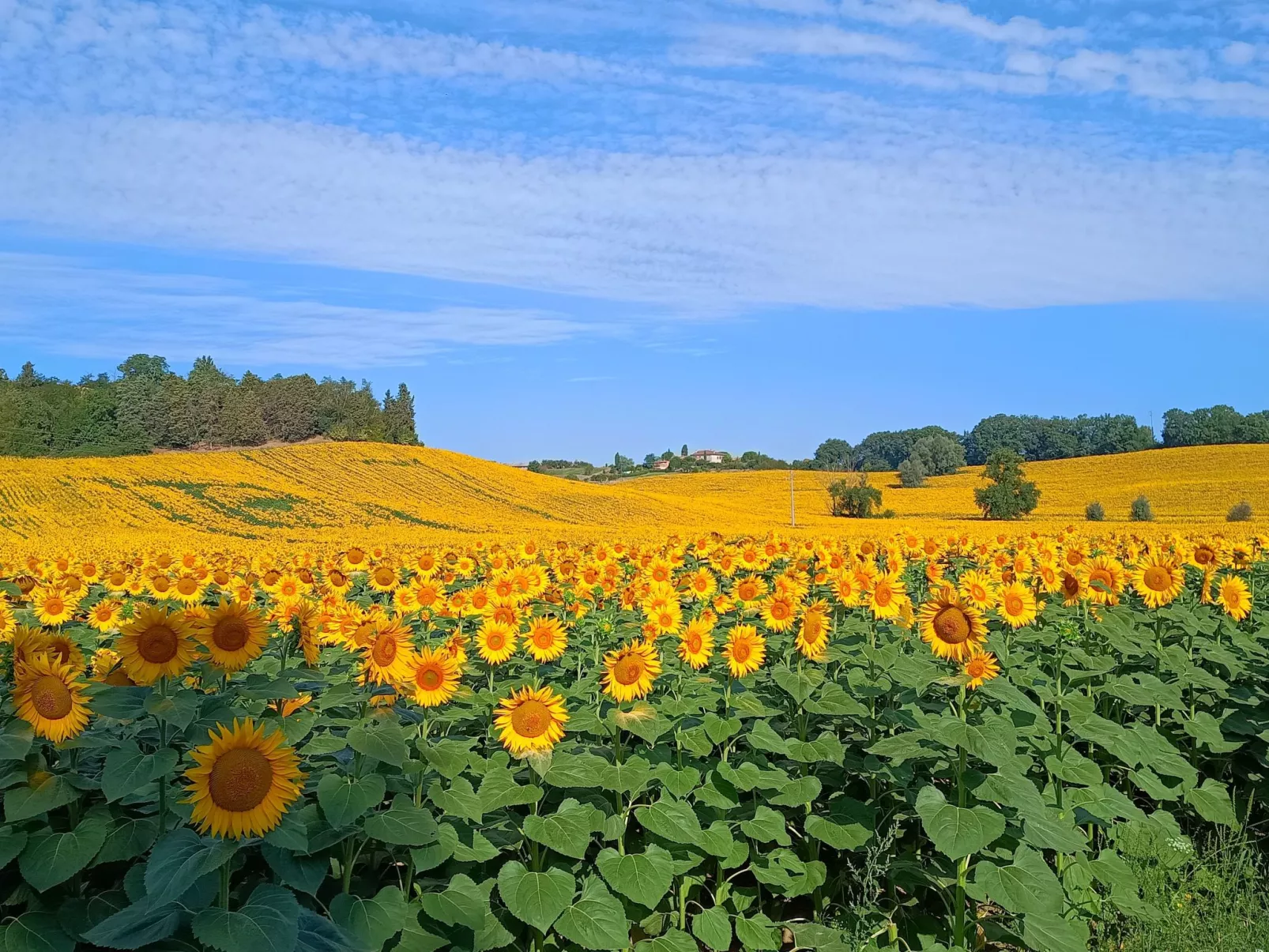 Wohnung mit Garten und oberirdischem Pool-Buiten