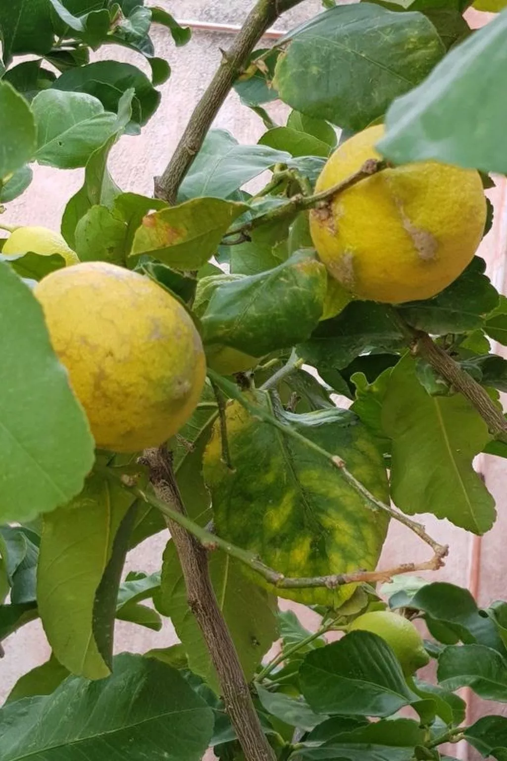 Su Niu Crobu-Image-tags.info