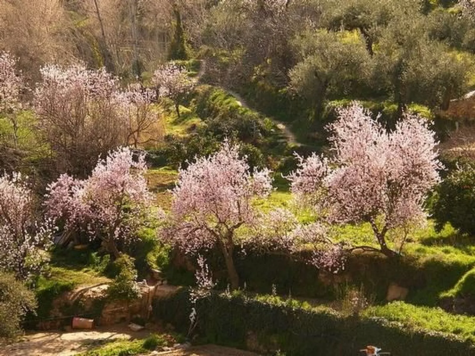 Tenguerengue-Image-tags.info