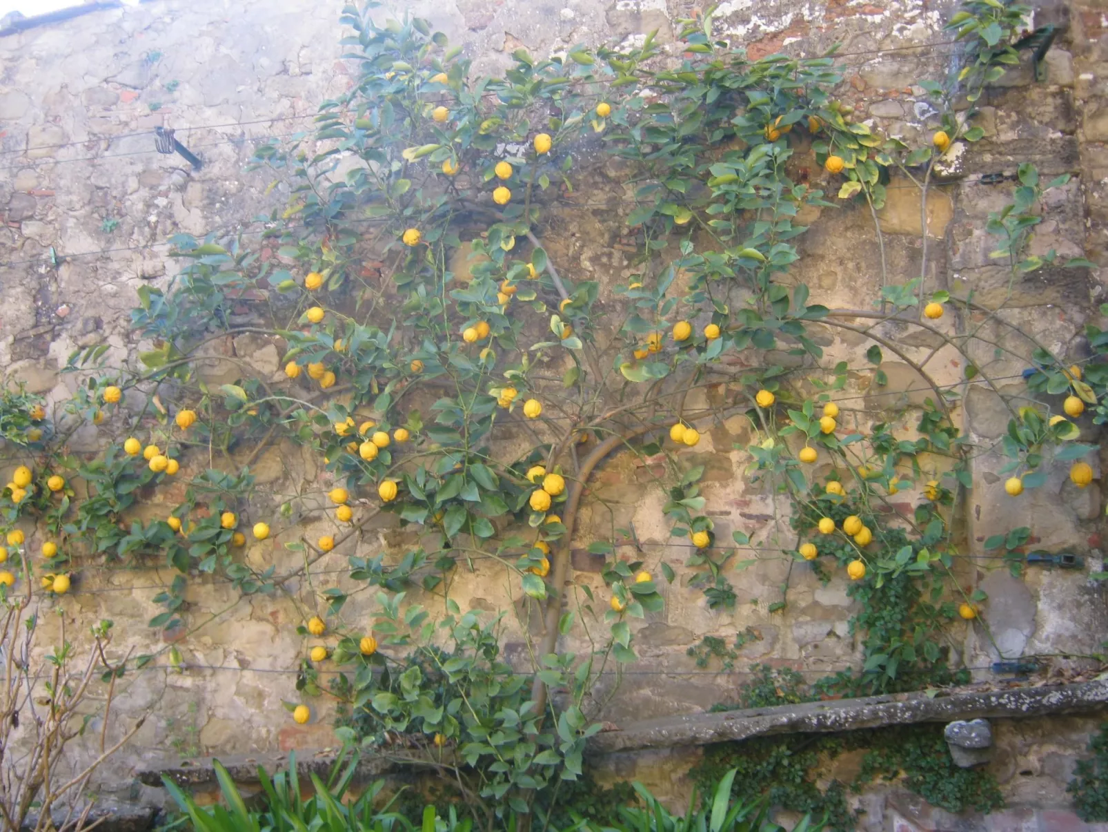 Wohnung der Mandarin-Image-tags.info