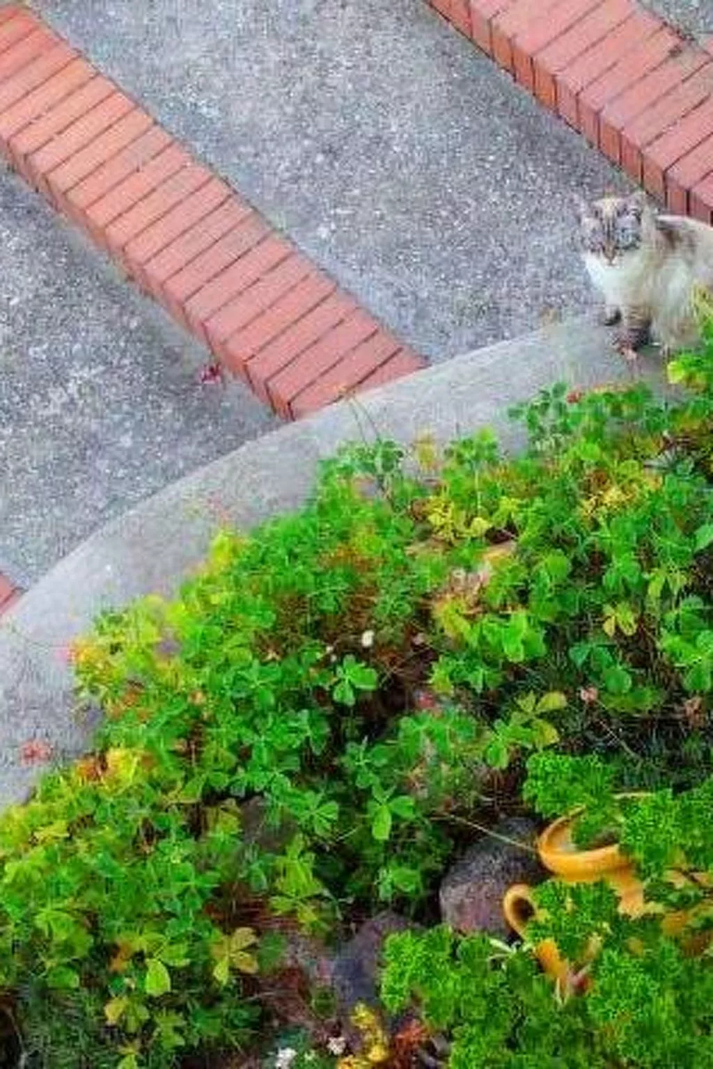 Hibiskus-Image-tags.info