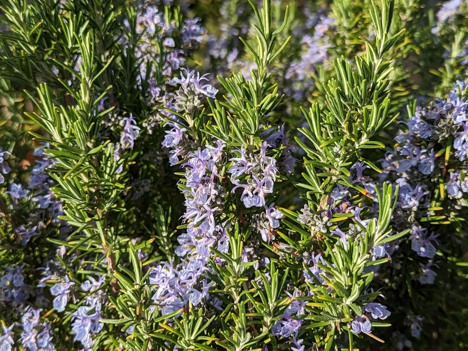 Oliveto Tignale-Buiten