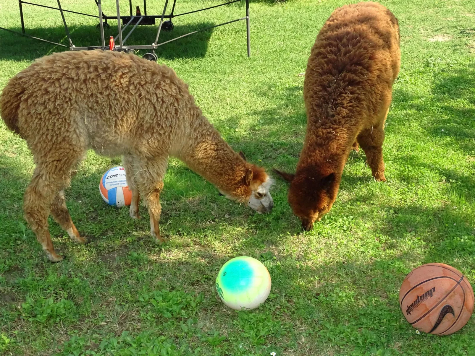 Rotreiher-Urlaub am Trasimeno-See-Binnen