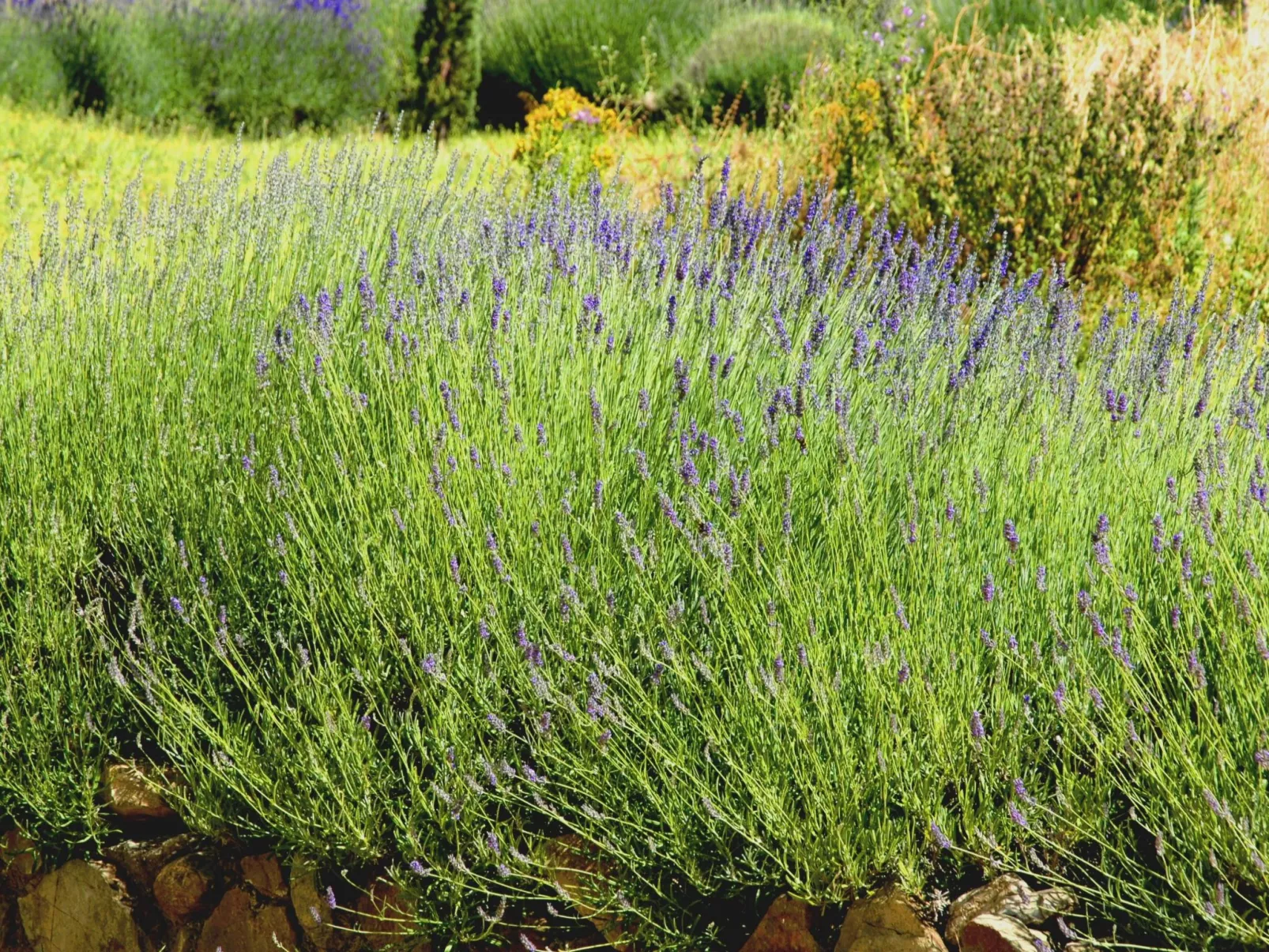 Anwesen "Frantoio" mit Infinity-Pool-Buiten