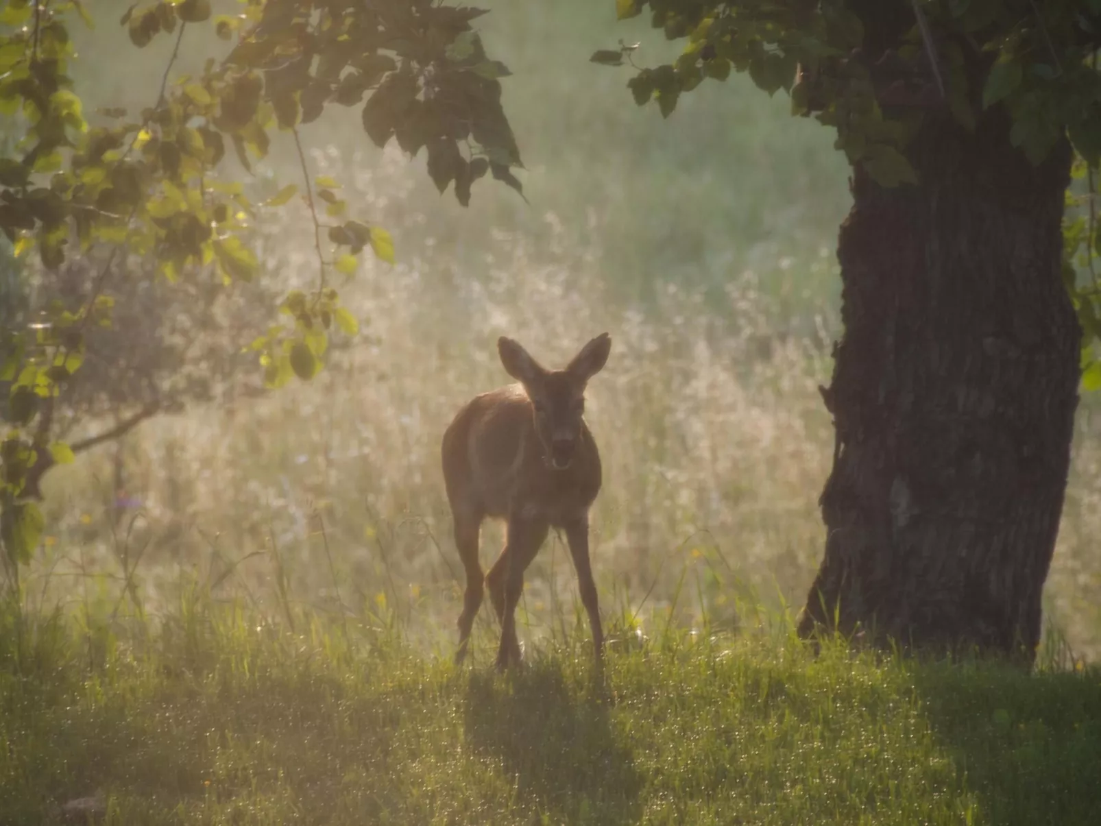 Wohnung in Figline Valdarno mit Gemeinschaftspool-Buiten