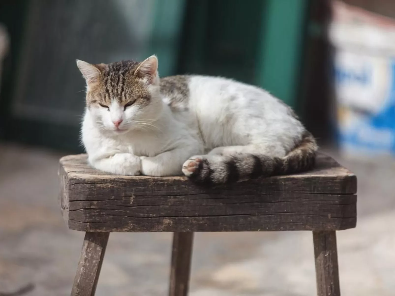 Haus Prezenca-Image-tags.info