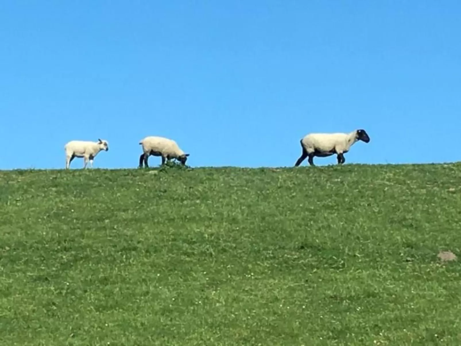 Deichhof Tossens - Buiten