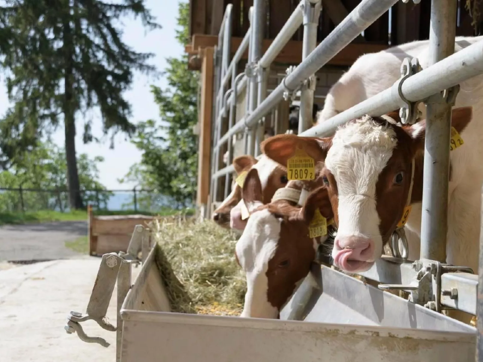 Berghof Hallau kleine Ferienwohnung-Buiten