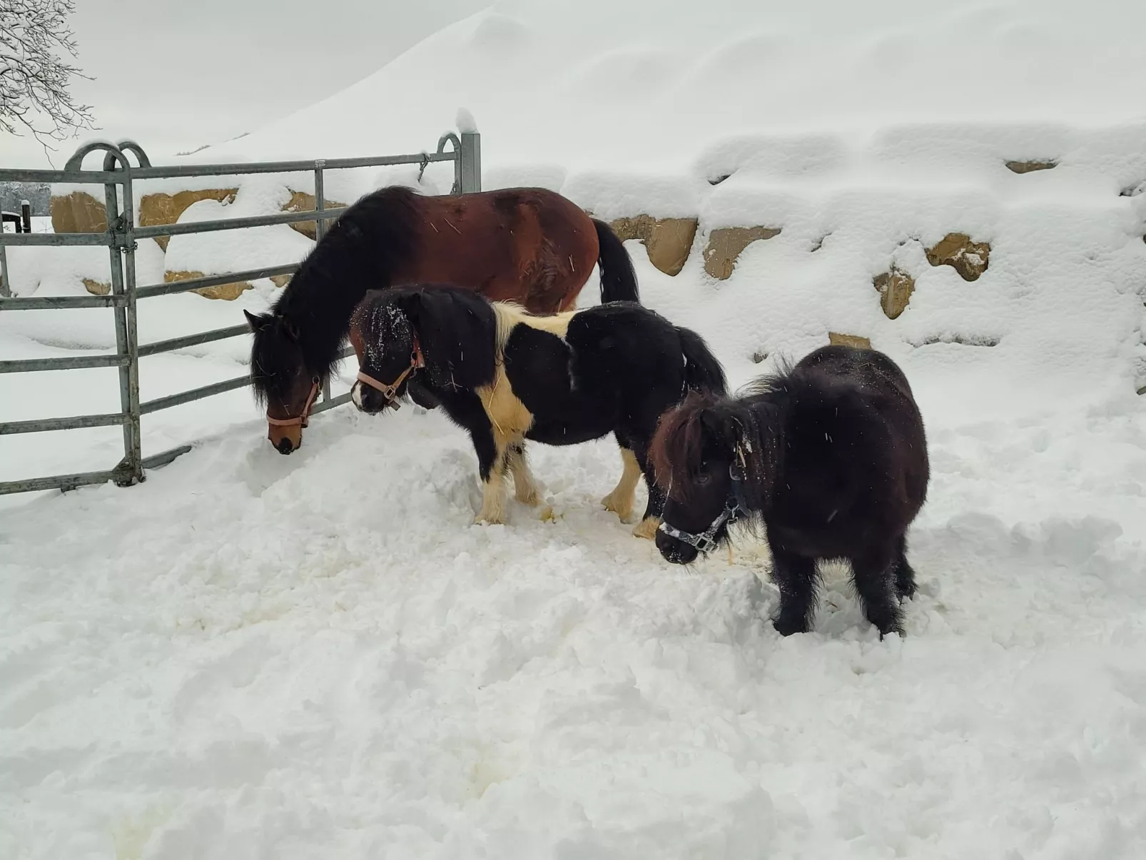 Chalet Staufenhof-Buiten
