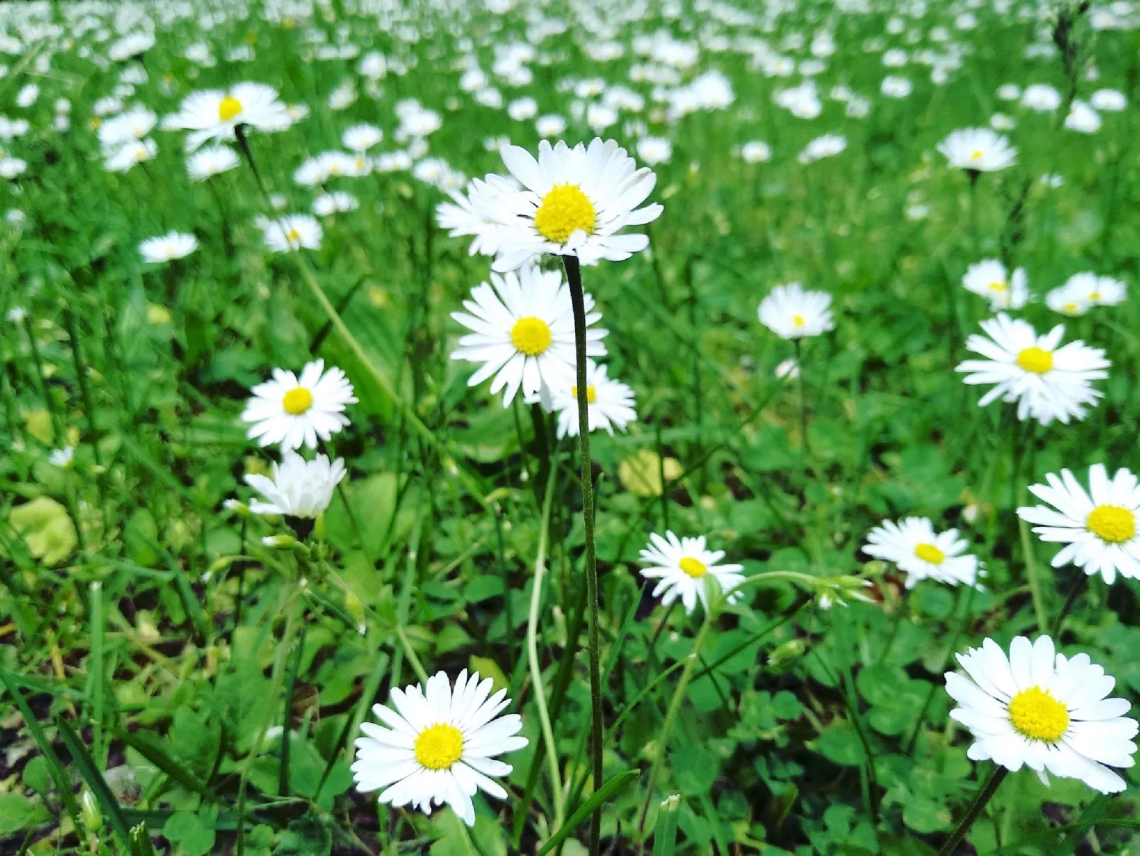 Fichtelzauber mit Sauna-Buiten