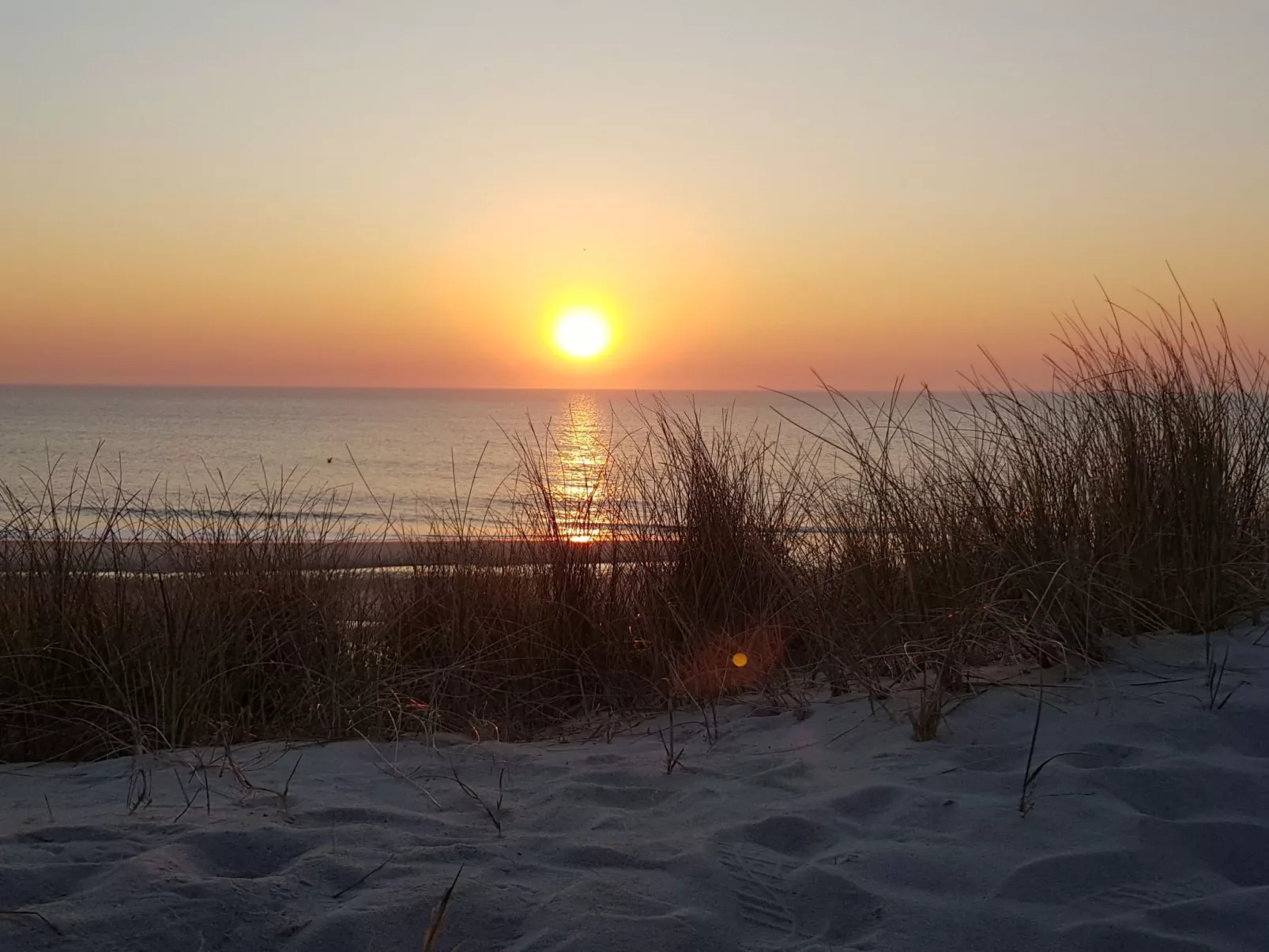 Strandfloh in Hörnum-Buiten