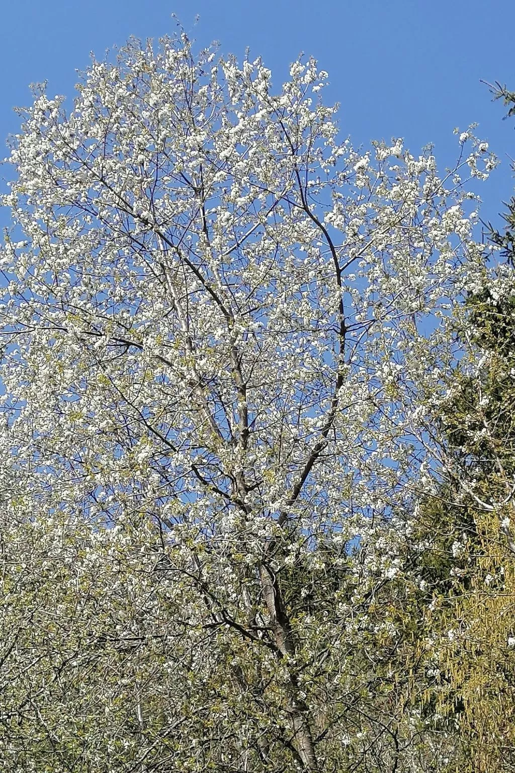 Riedbach in Mutters-Buiten