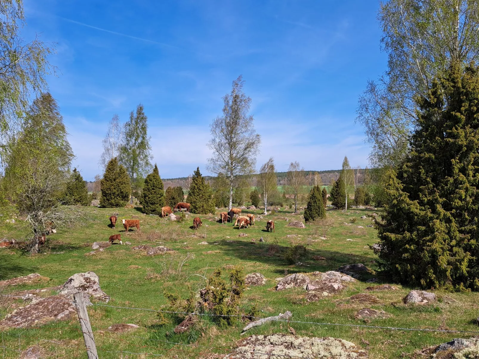 Im Herzen Smålands-Buiten
