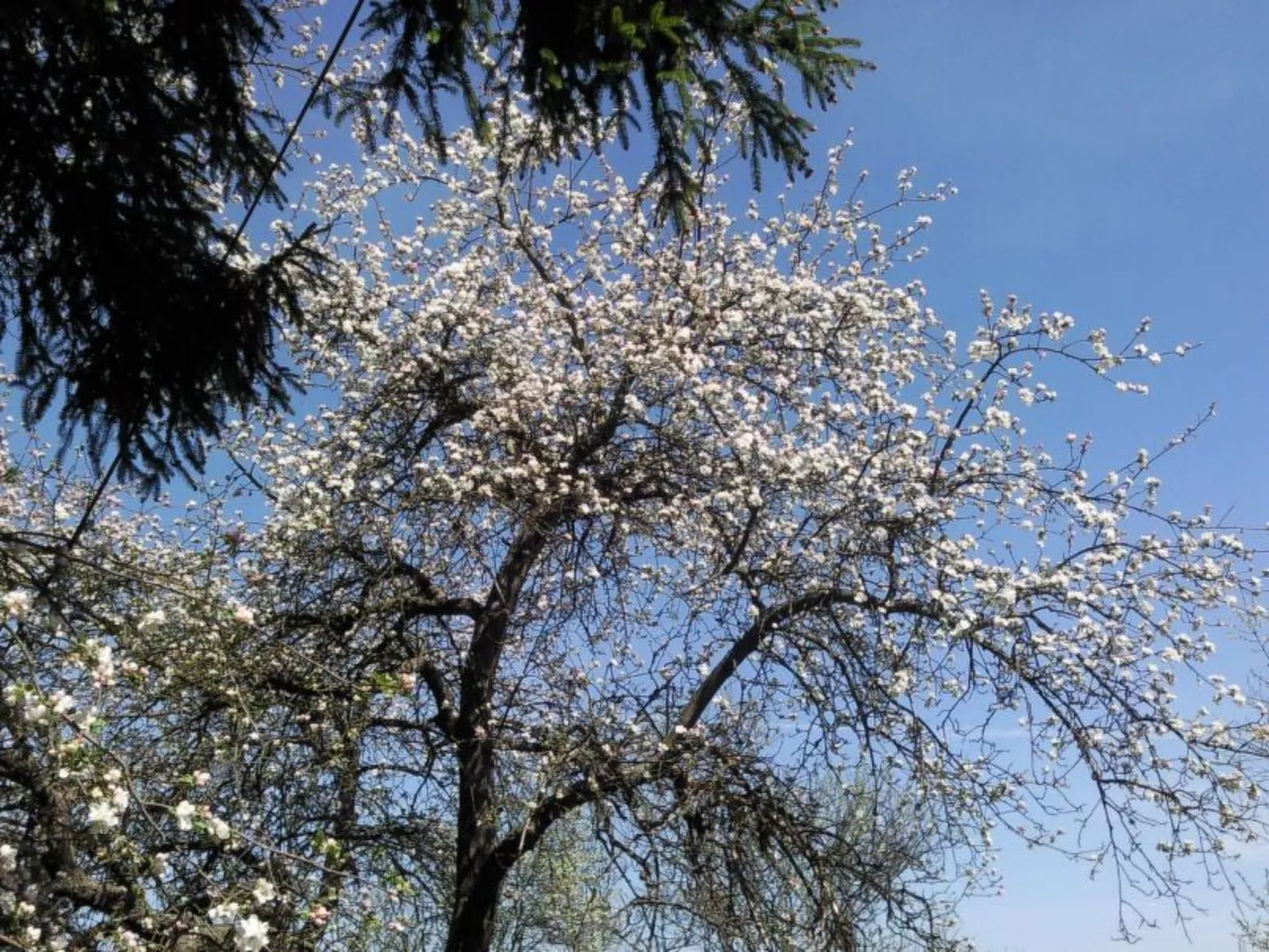 Mit biologischem Schwimmteich-Image-tags.info