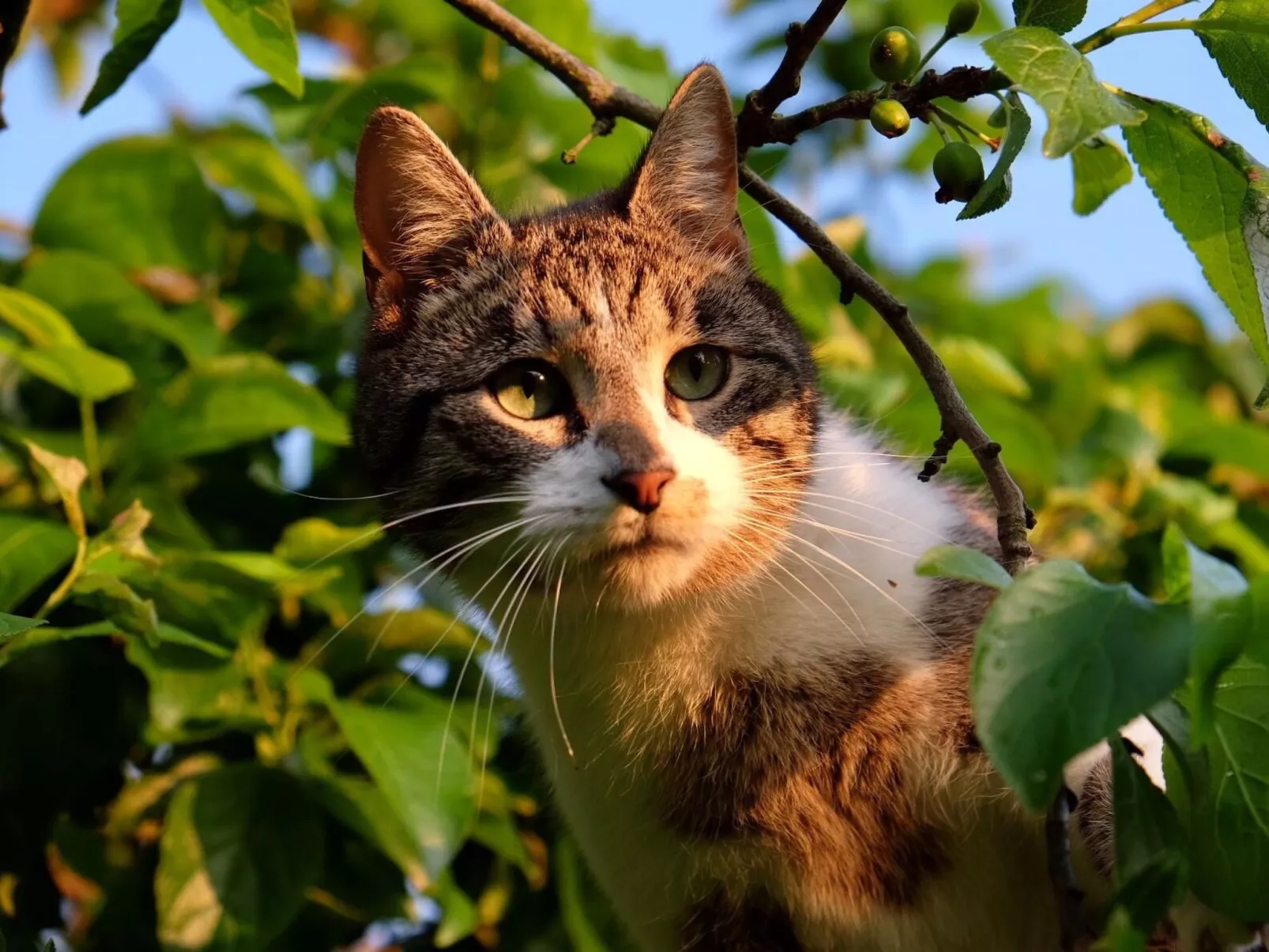 Chalet Bärgblick-Image-tags.info