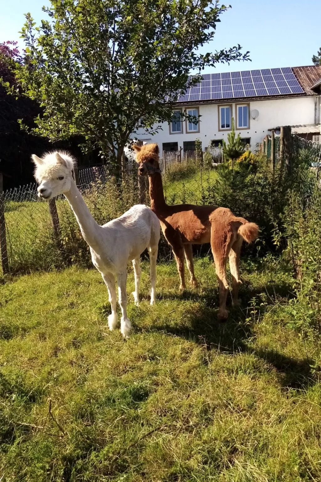 Scheunen Nest-Buiten