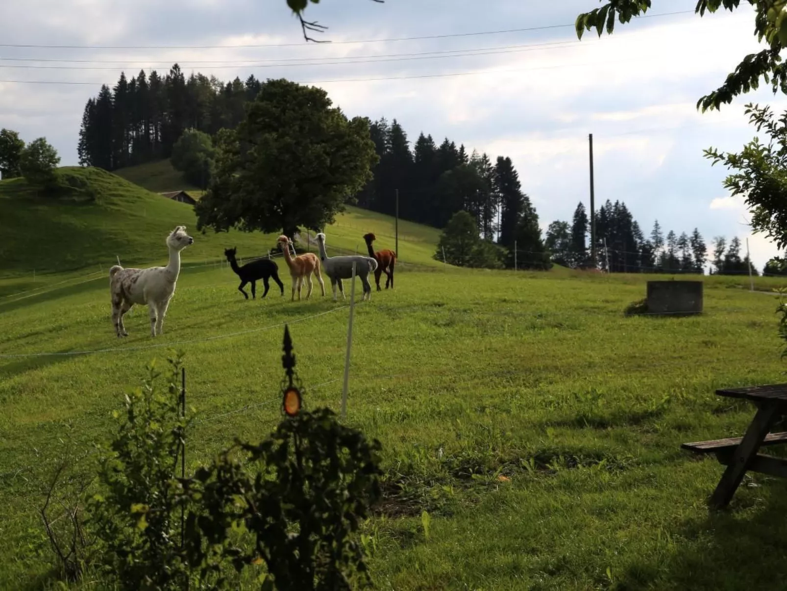 Tiererlebnishof Windegg-Buiten