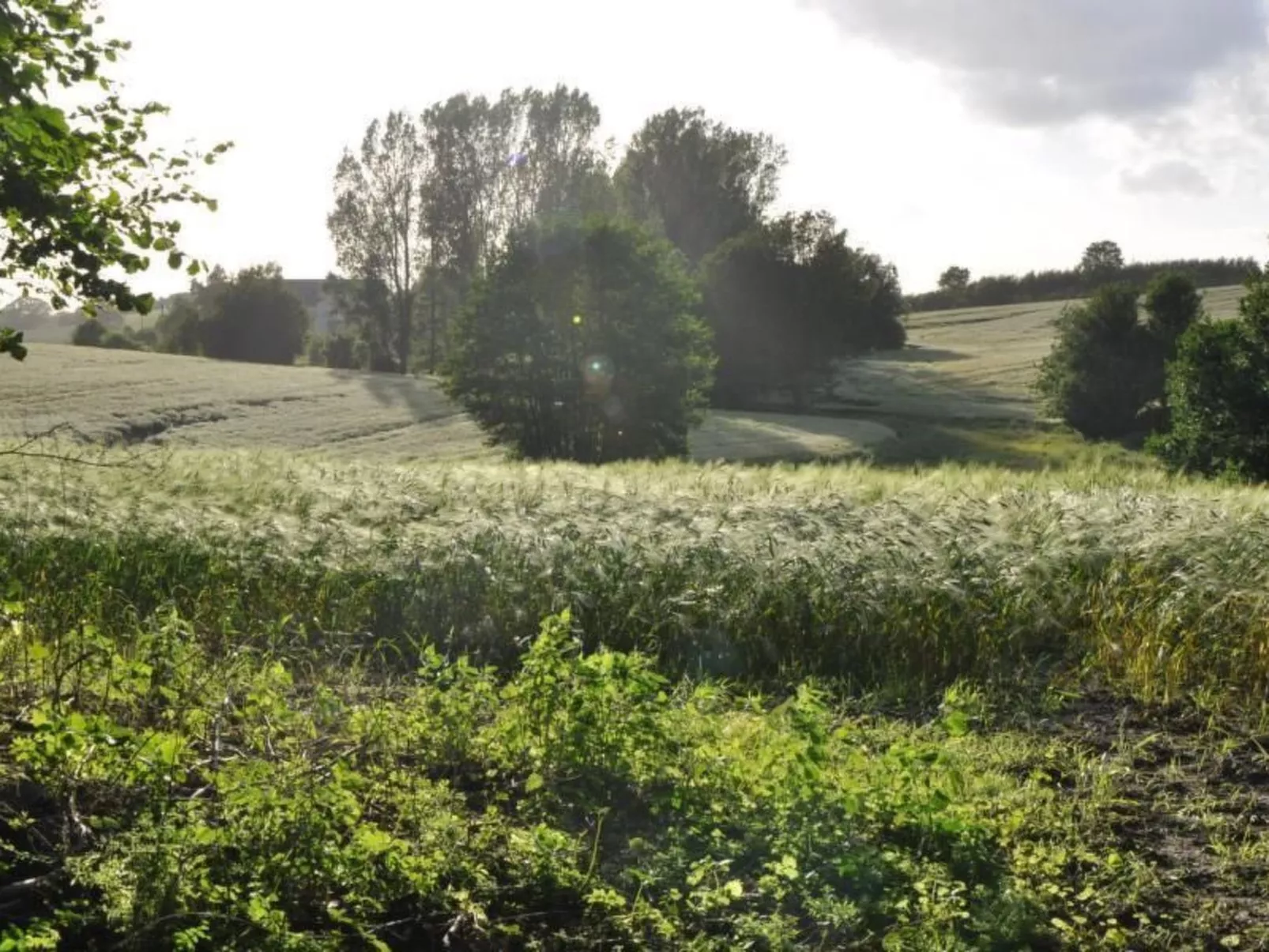 Hof Rodenkrog Fewo 1-Buiten