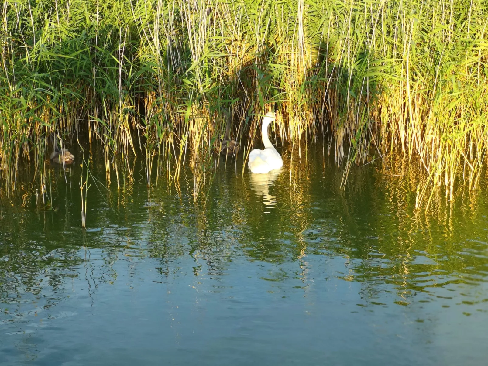 Strandhaus LEE Sauna Kamin Wlan-Buiten