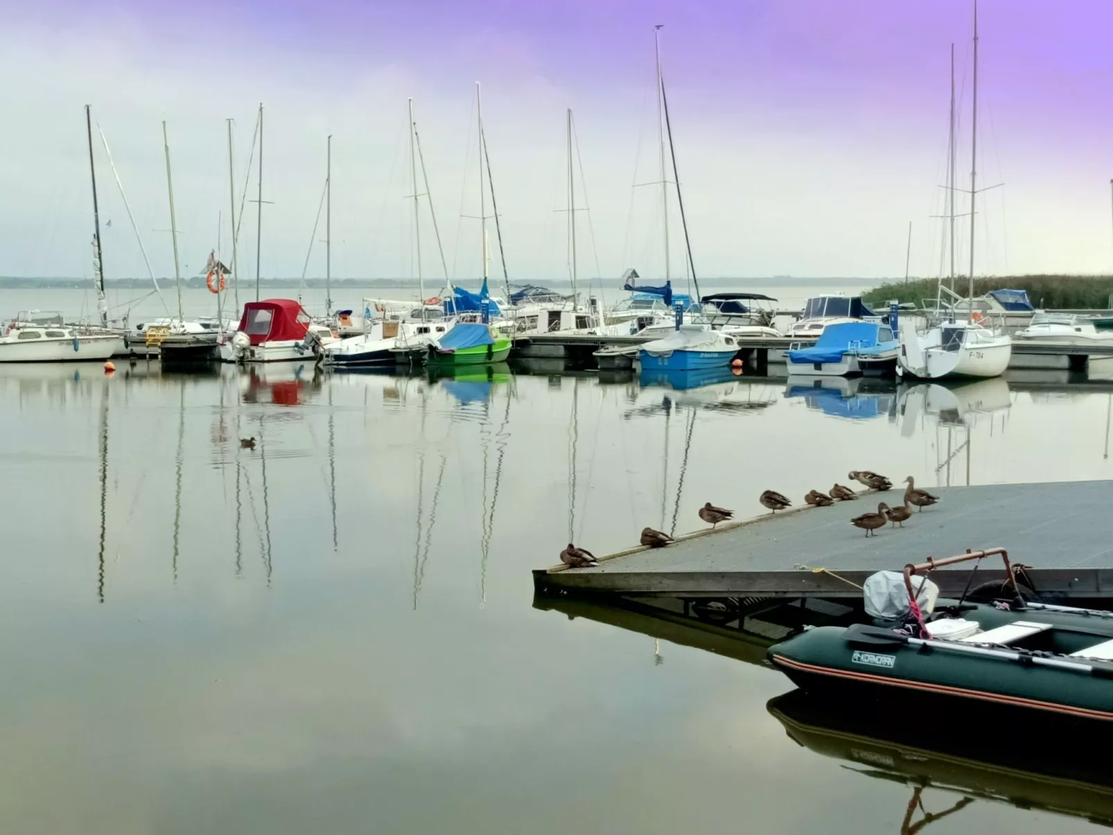 "Paradise Star Bobolin"-Buiten