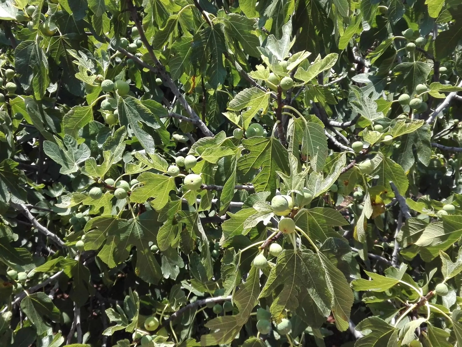 Wohnung mit Balkon und Meerblick-Buiten