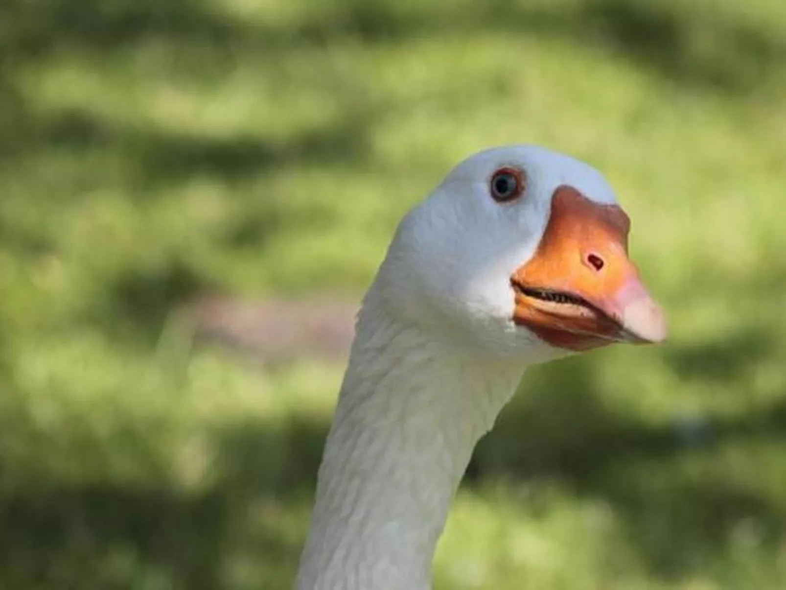 Rosentürmli - Buiten