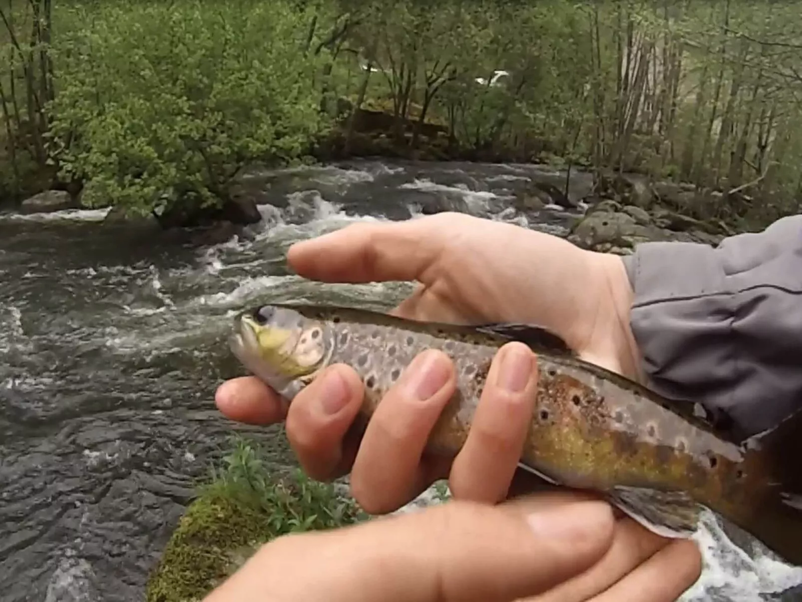 LA CABANE DES REVES-Image-tags.info