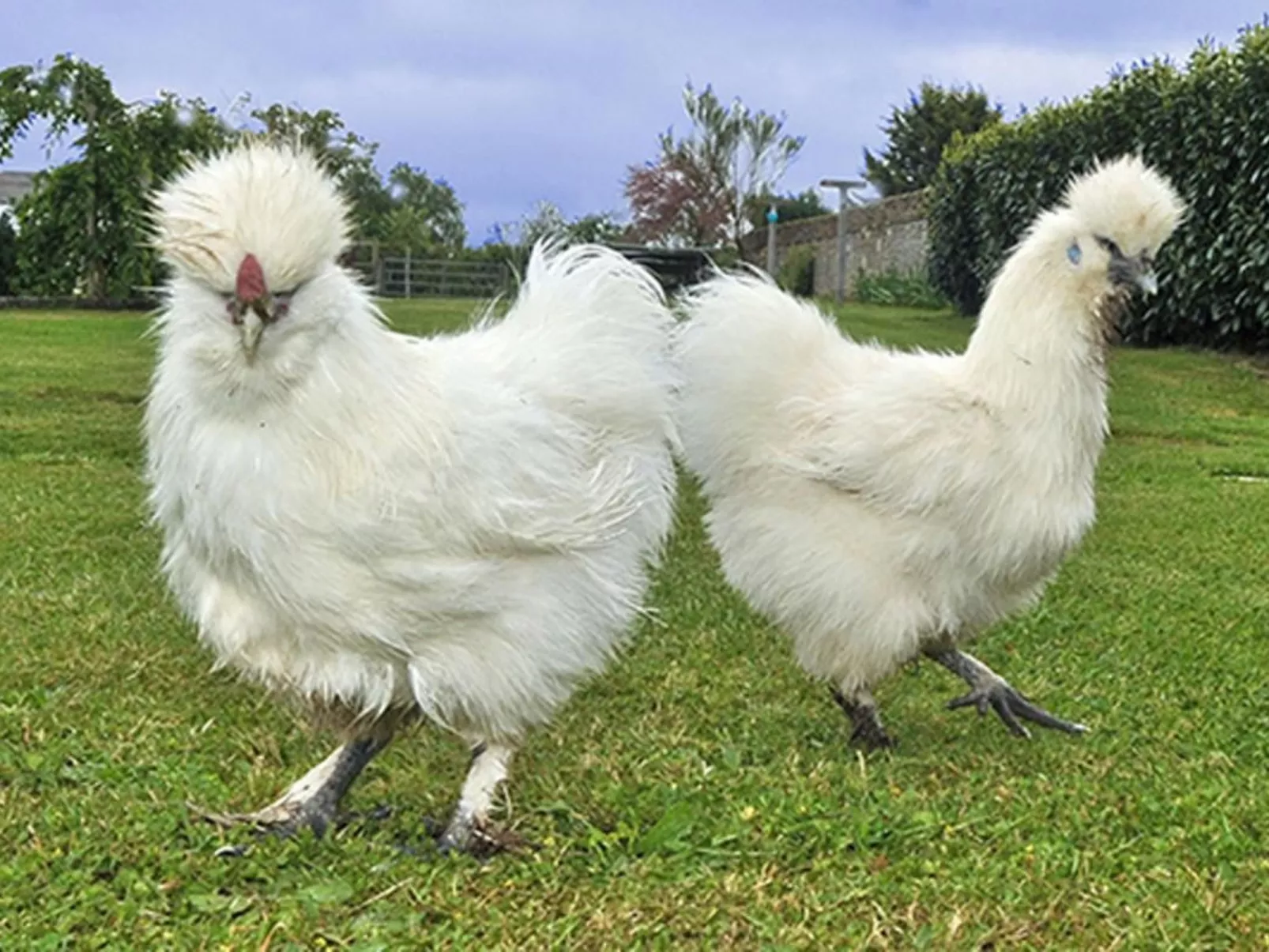 Mit Terrasse-Image-tags.info