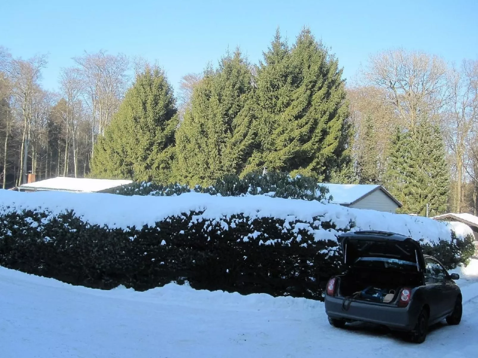 Caro-Image-tags.info