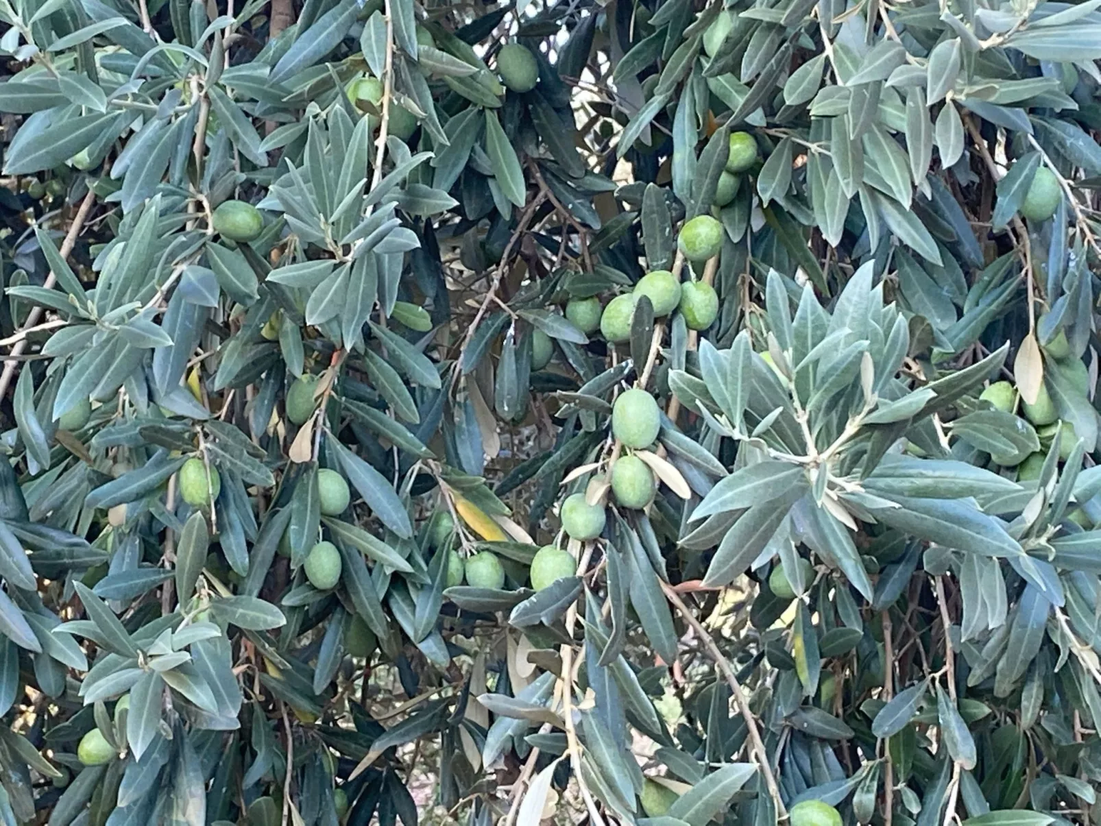 Tanjas Paradise-Image-tags.info