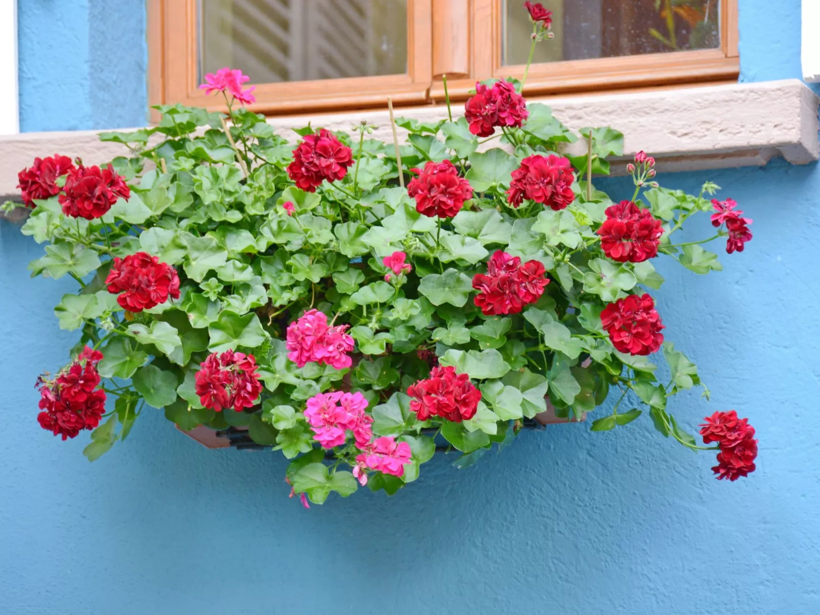 La Maison Bleue im Zentrum des Elsass in Bergheim-Image-tags.info