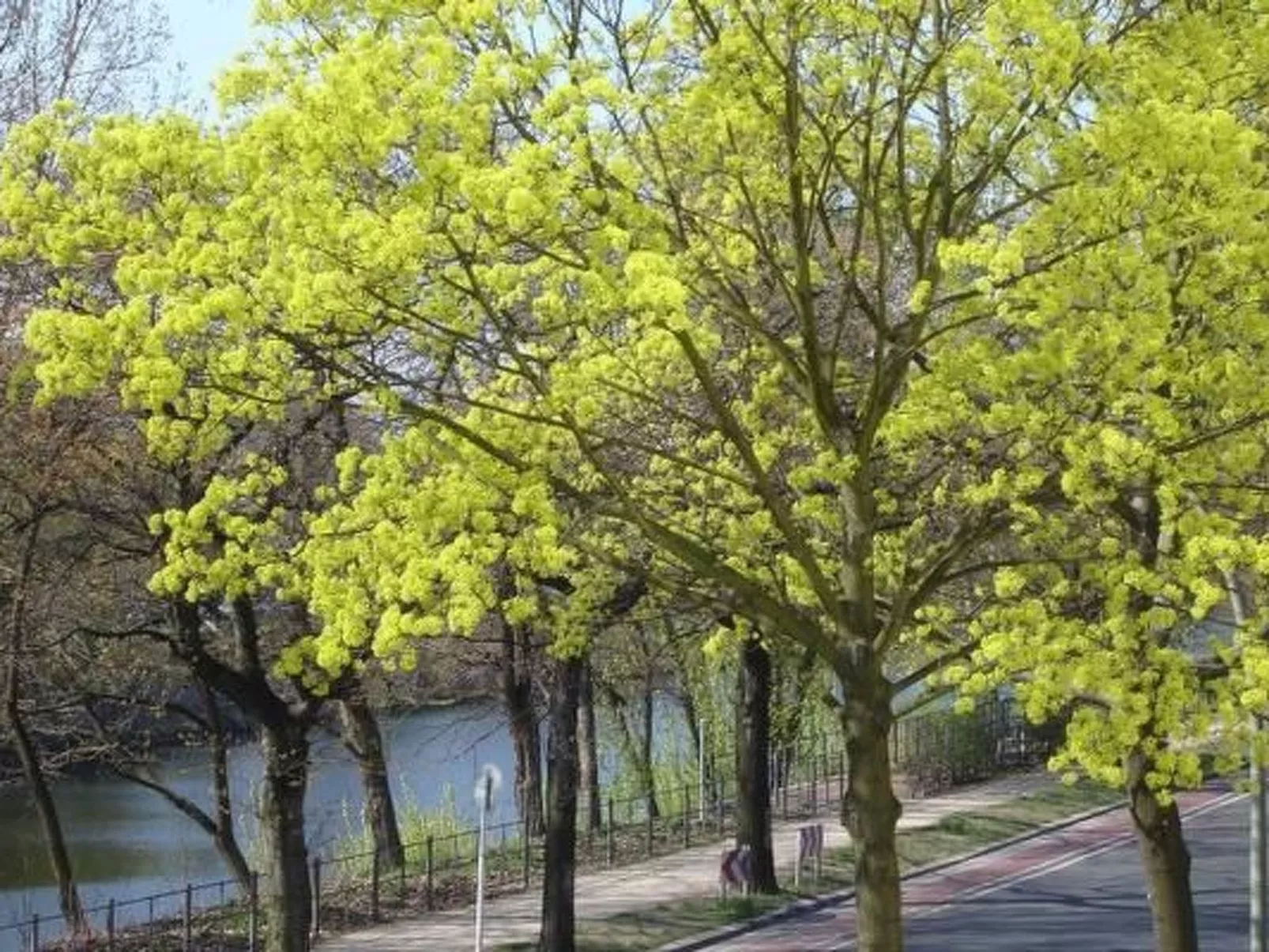 Altbauwohnung in Berlin - Buiten