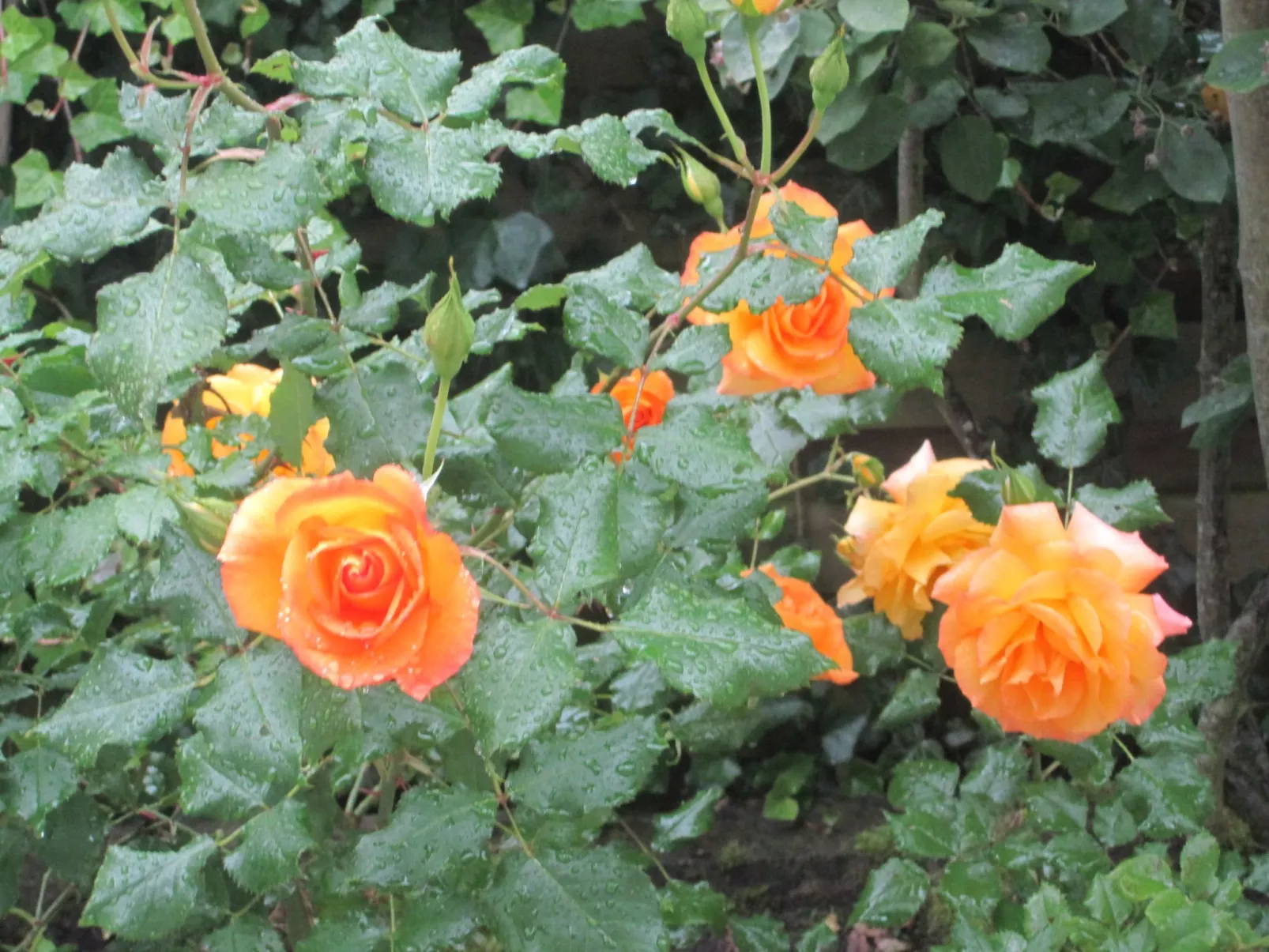 Landhaus am See-Buiten