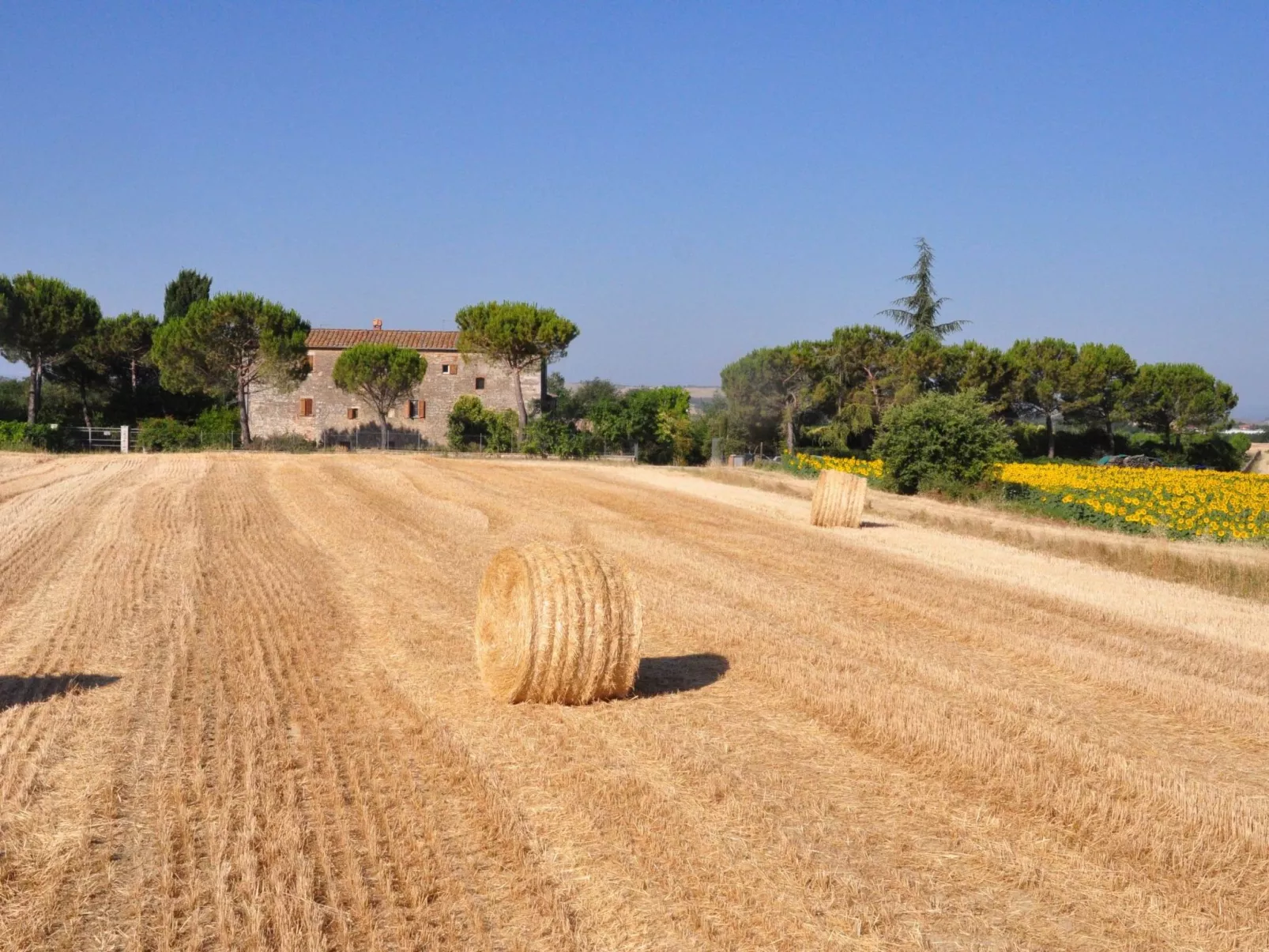 Flach 'Molinello Cipresso-Image-tags.info