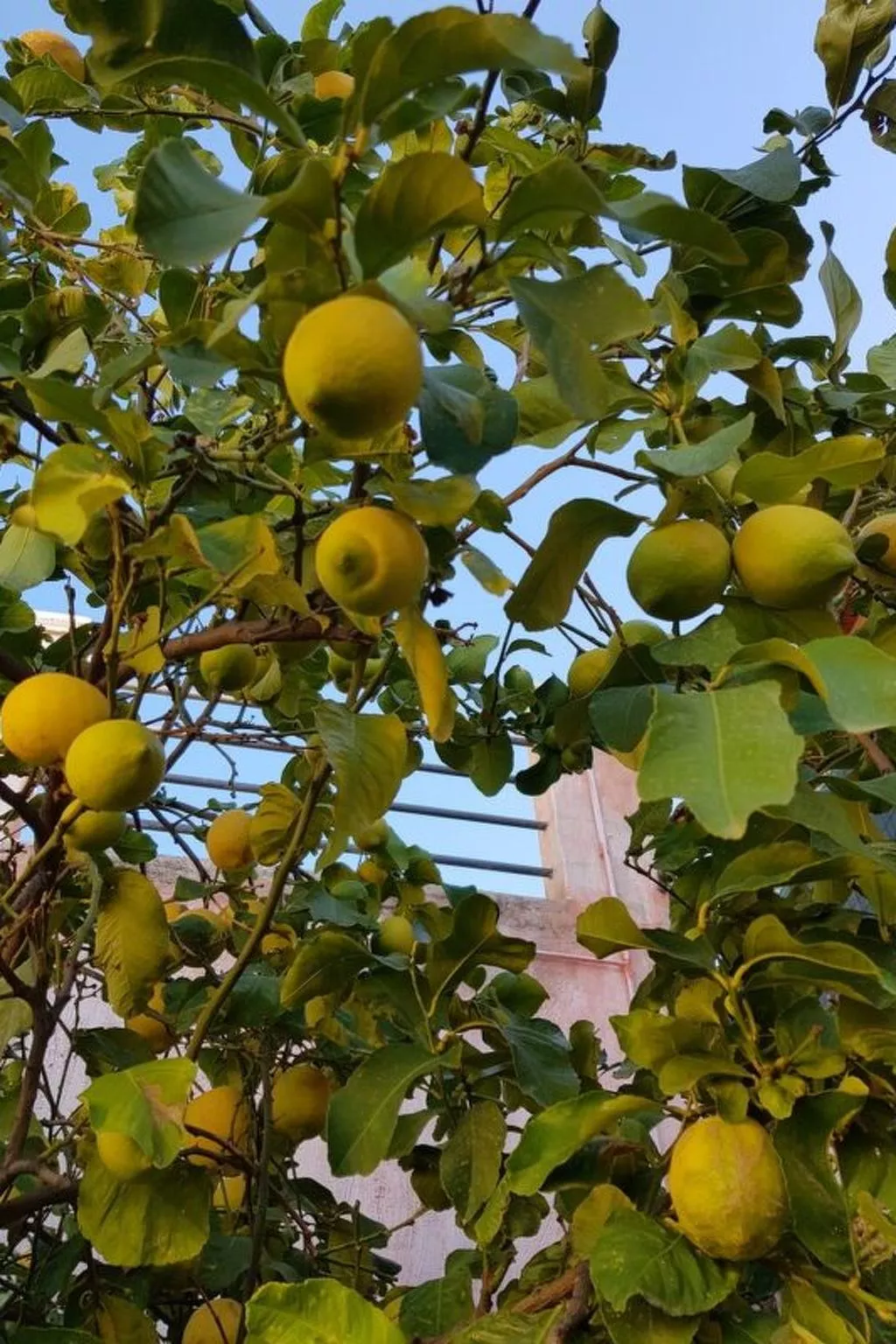 Su Niu Crobu-Image-tags.info