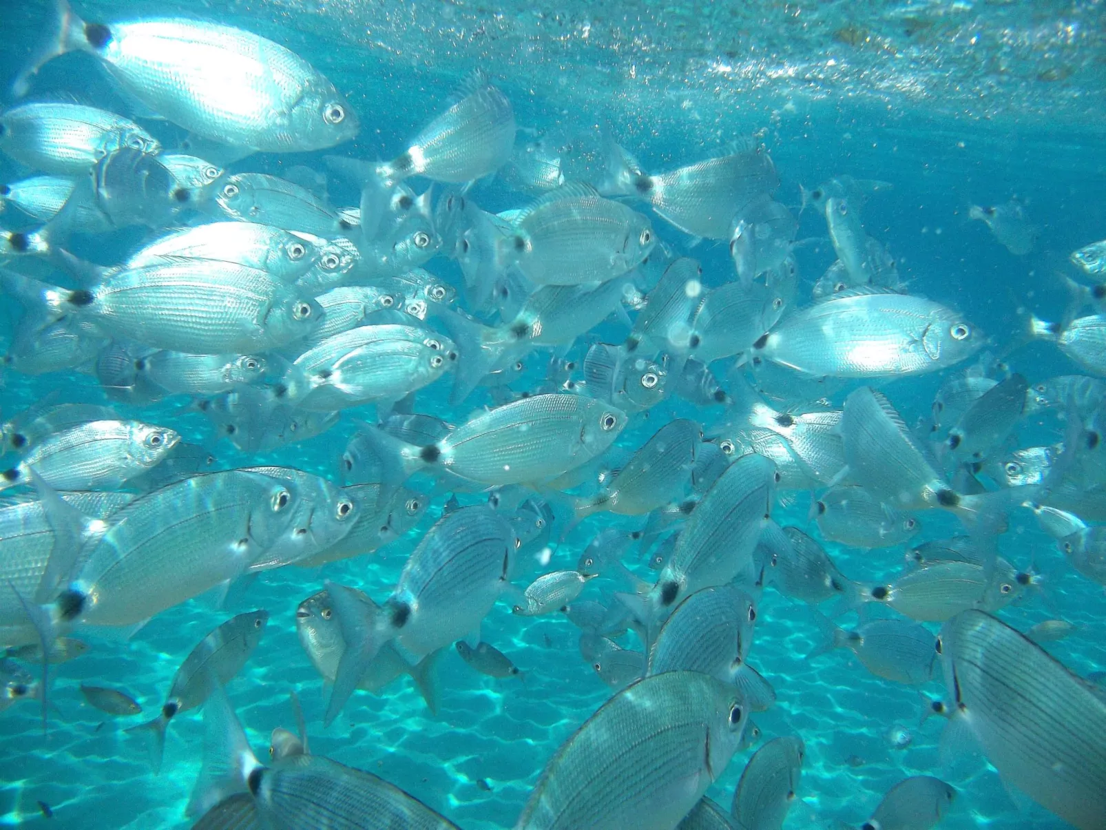 Trilokal 9-Image-tags.info