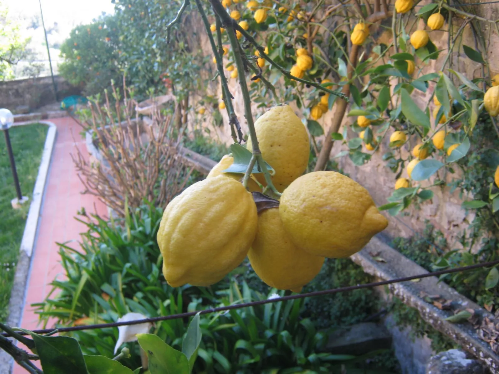 Wohnung der Mandarin-Image-tags.info