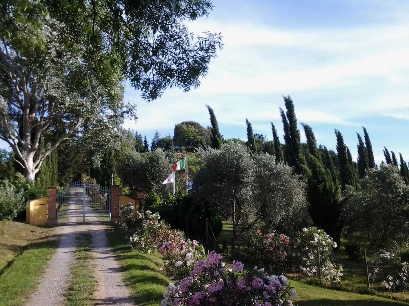 'Donatello leccino'-Buiten