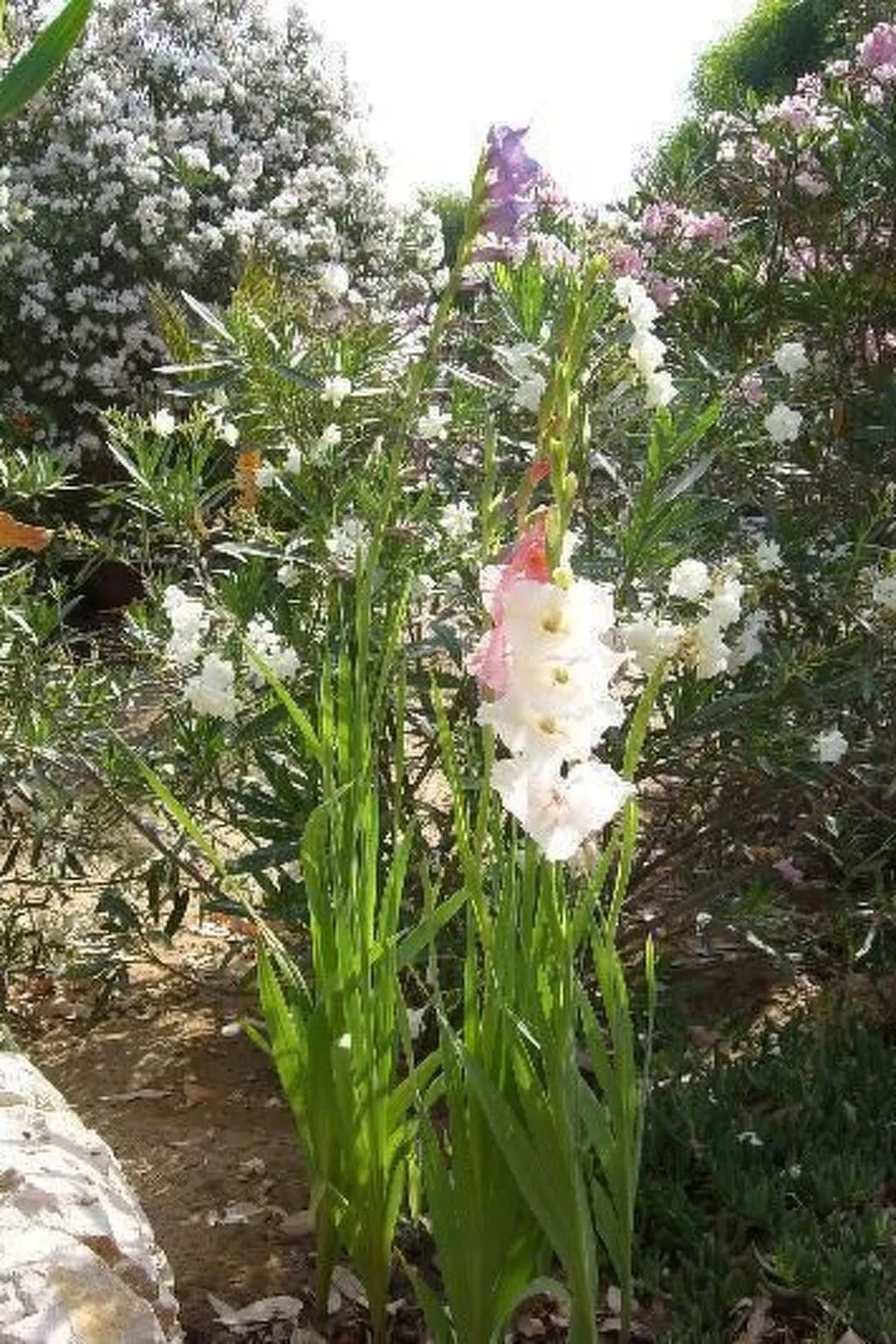 La Perla 8-Image-tags.info