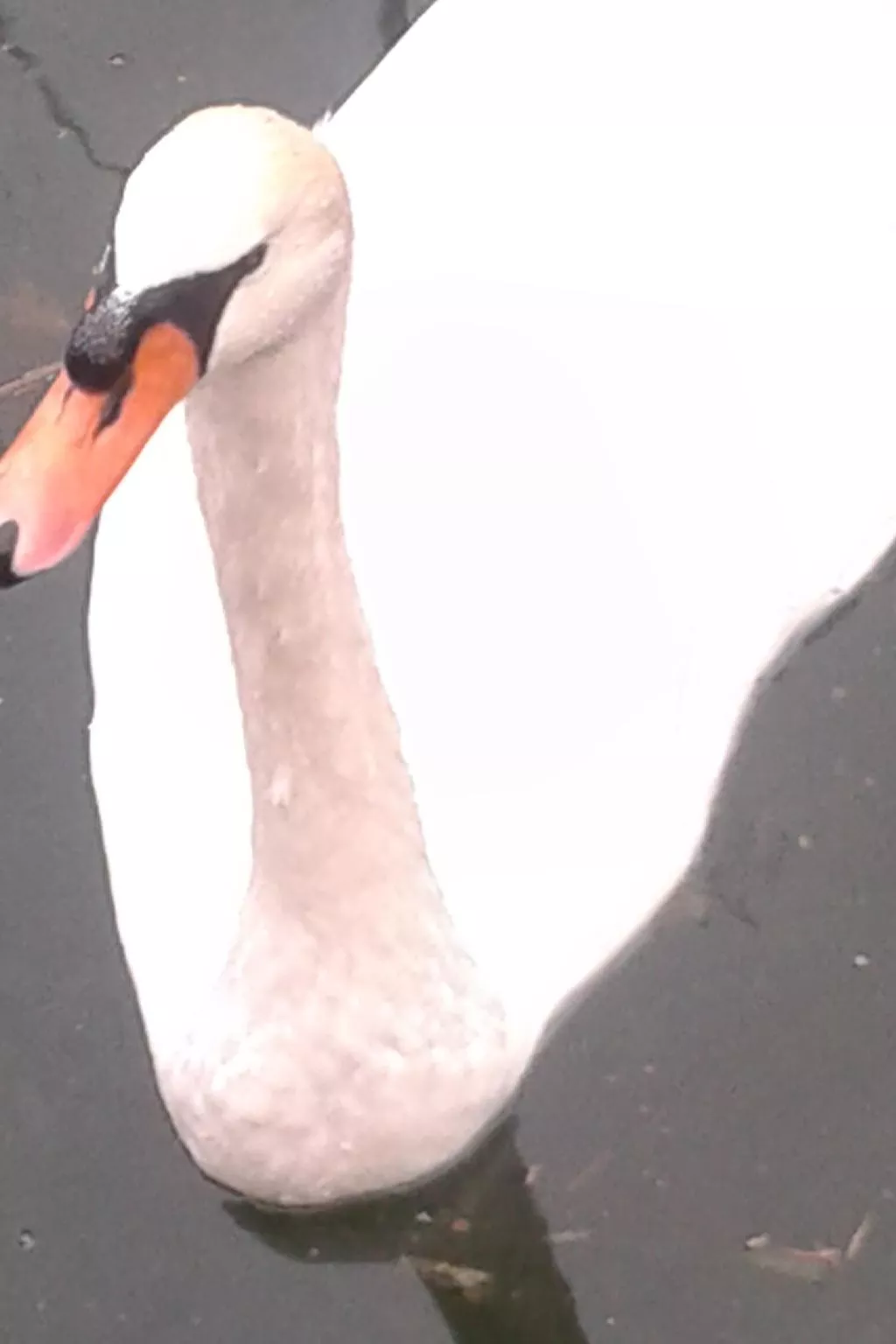 In einer Villa mit Garten und Blick auf den Gardasee-Buiten