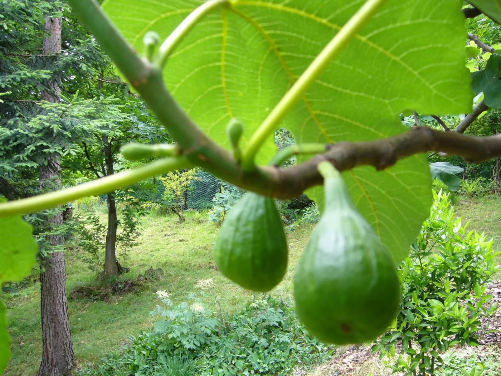 Casa Tornina-Image-tags.info