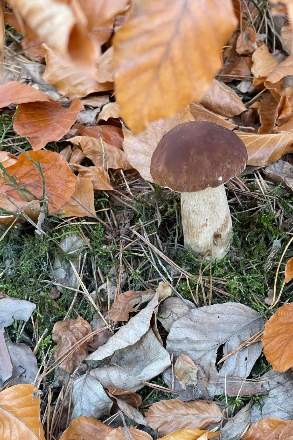 Vogelecke - abseits des Trubels und der Hektik-Image-tags.info